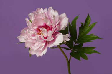 Güzel Melez Şakayık Çiçeği Mor Arkaplanda İzole Edildi.