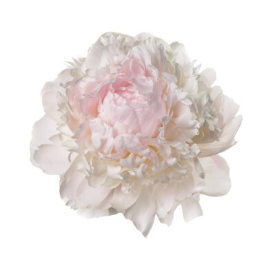 Beyaz arka planda izole edilmiş güzel, narin şakayık çiçeği..