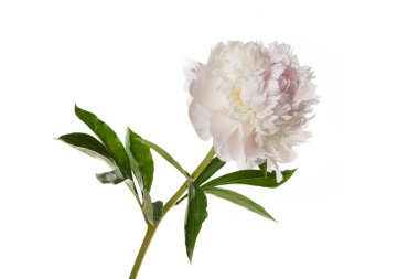 Beyaz arka planda izole edilmiş güzel, narin şakayık çiçeği..