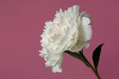 Zarif şakayık çiçeği pembe arka planda izole edilmiş..