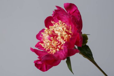 Pembe yapraklı parlak şakayık çiçekleri ve gri arka planda izole edilmiş sarı erkek çiçekleri..