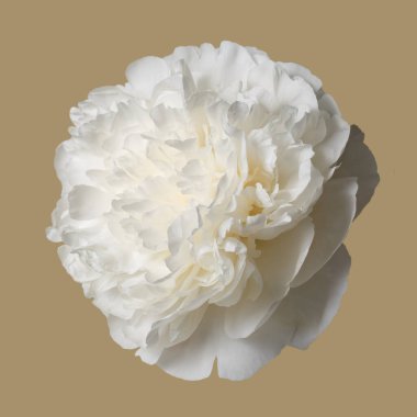 Beyaz narin şakayık çiçeği bej arka planda izole edilmiş.