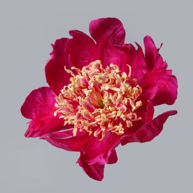 Pembe yapraklı parlak şakayık çiçekleri ve gri arka planda izole edilmiş sarı erkek çiçekleri..