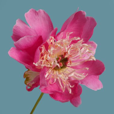 Mavi arka planda izole edilmiş, sarımsı erkek çiçekleri olan parlak pembe bir şakayık..