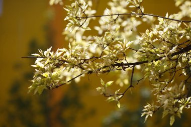 Doğal duvar kâğıdı, güneşli bir bahar gününde çiçek açan yaprakları olan ağaç dalları..