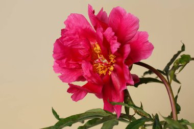 Bej bir arka planda izole edilmiş parlak pembe şakayık çiçeği..