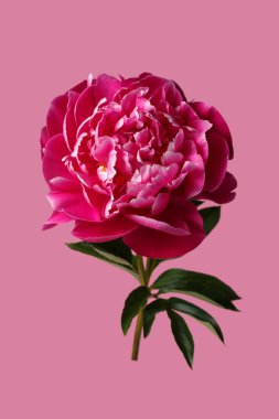 Pembe arka planda izole edilmiş güzel pembe şakayık çiçeği.