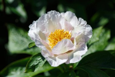 Güneşli bir günde, bahçesinde sarı bir merkezi olan basit, beyaz bir şakayık çiçeği..