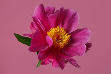 Pembe arka planda, mor yapraklı parlak şakayık çiçeği ve sarı bir merkez..