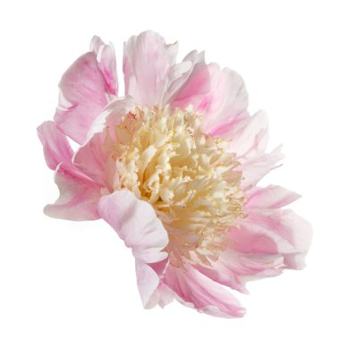 Narin Japon şekilli, pembe yapraklı ve beyaz arka planda yalıtılmış sarı erkeksi çiçekleri olan şakayık çiçeği..