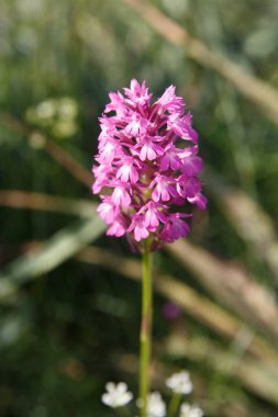Bir yaz gününde pembe çiçeklerin enfeksiyonu.