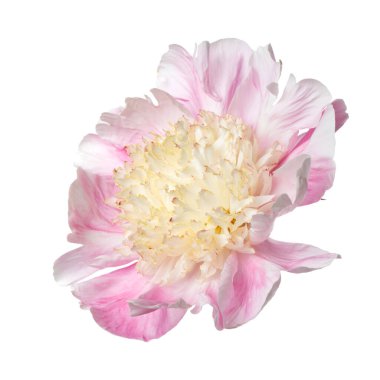 Narin Japon şekilli, pembe yapraklı ve beyaz arka planda yalıtılmış sarı erkeksi çiçekleri olan şakayık çiçeği..