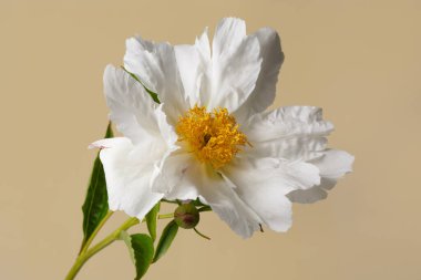 Beyaz taç yapraklı zarif şakayık çiçekleri ve bej arka planda izole edilmiş sarı pudingler..