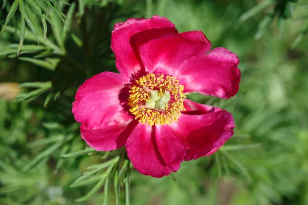Eine Einfache Rosa Pfingstrose Mit Gelber Mitte Garten Einem Sonnigen — Stockfoto