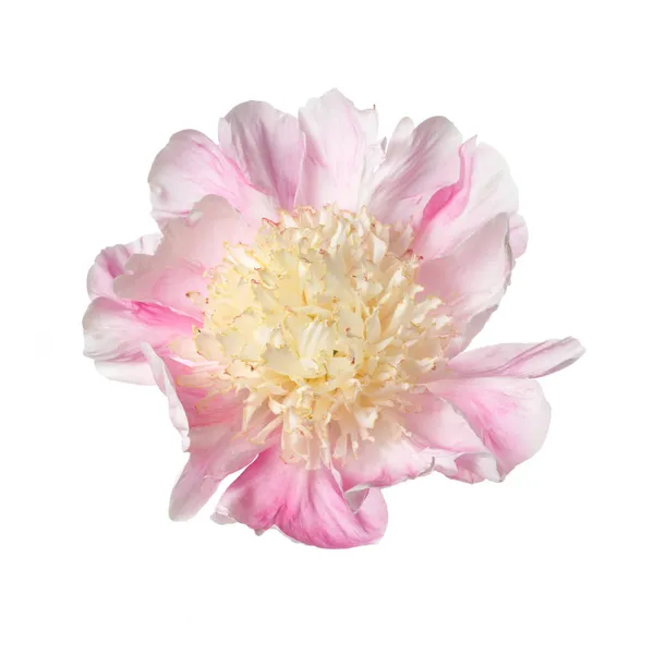 Finom Japán Alakú Bazsarózsa Virág Rózsaszín Szirmok Sárgás Tűzhelyek Elszigetelt — Stock Fotó