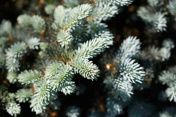 Natural Wallpaper Branches Blue Spruce Close — Stock Photo, Image