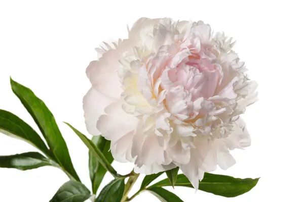 Piękny Delikatny Kwiat Piwonii Izolowane Białym Tle — Zdjęcie stockowe