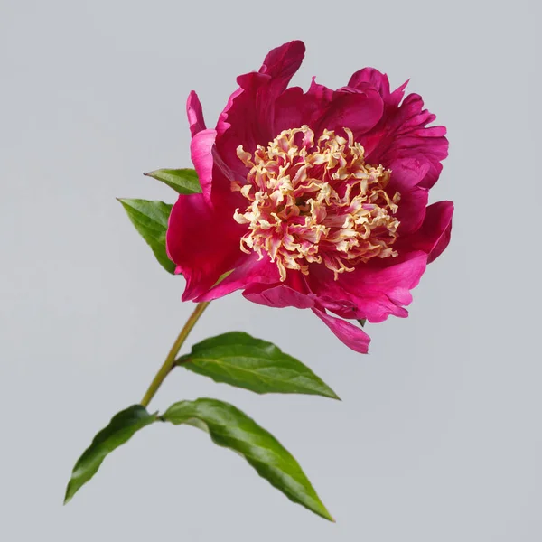 Bright Peony Flower Pink Petals Yellow Stamens Isolated Gray Background — Stock Photo, Image