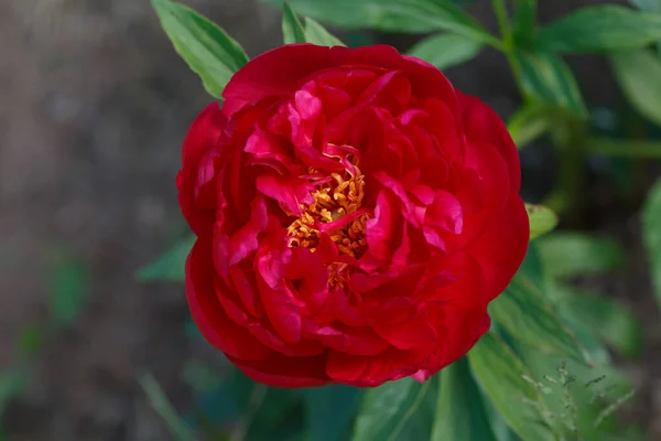 Rote Frottee Pfingstrose Blüht Einem Sonnigen Tag Garten — Stockfoto