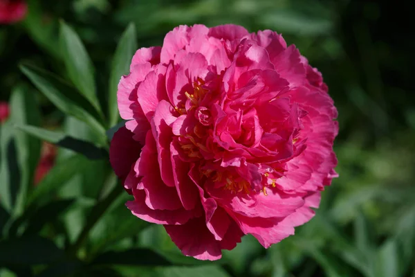 Rosa Frottee Pfingstrose Blüht Einem Sonnigen Tag Garten — Stockfoto