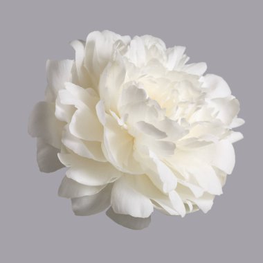 Beyaz narin şakayık çiçeği gri arka planda izole edilmiş..