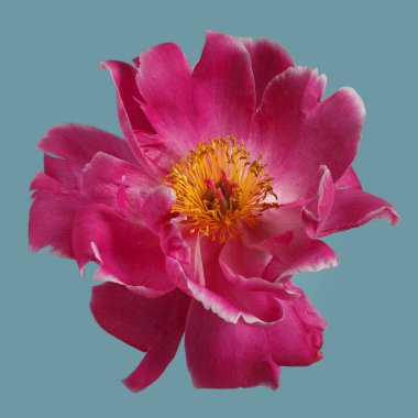 Mor yapraklı, parlak şakayık çiçekleri ve mavi arka planda izole edilmiş sarı bir merkezi var..