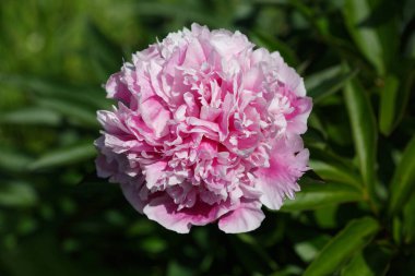 Güneşli bir günde bahçede pembe şakayık çiçekleri.