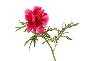 Beyaz arka planda izole edilmiş parlak pembe şakayık çiçeği..