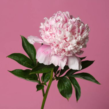 Pembe arkaplanda pembe renkli güzel gül şekilli şakayık çiçeği..