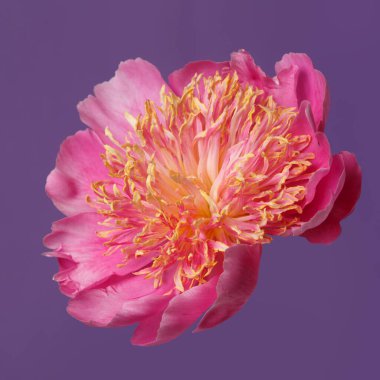 Pembe yapraklı parlak şakayık çiçekleri ve mor arka planda izole edilmiş turuncu erkek çiçekleri..