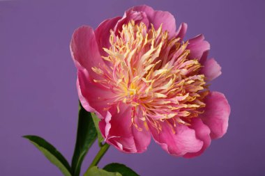 Pembe yapraklı parlak şakayık çiçekleri ve mor arka planda izole edilmiş turuncu erkek çiçekleri..