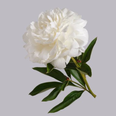 Beyaz narin şakayık çiçeği gri arka planda izole edilmiş..