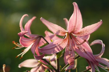 Güneşli bir yaz gününde bahçede Lily 'nin şişkinliği.