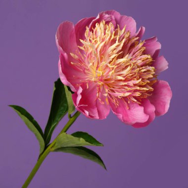 Pembe yapraklı parlak şakayık çiçekleri ve mor arka planda izole edilmiş turuncu erkek çiçekleri..