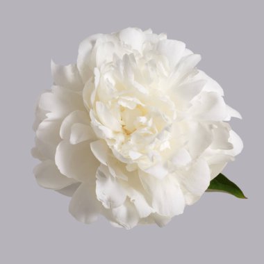 Beyaz narin şakayık çiçeği gri arka planda izole edilmiş..