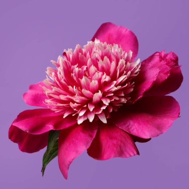 Mor arkaplanda yalıtılmış zarif kırmızı şakayık çiçeği.