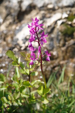 Ormanın pembe çiçekleri Bir yaz gününde.