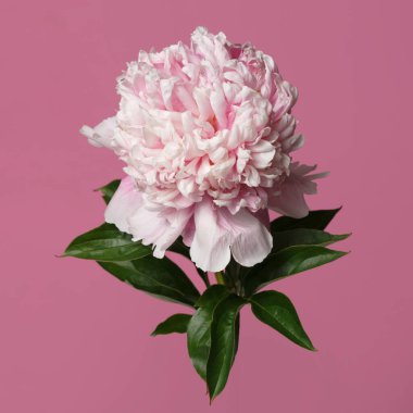 Pembe arkaplanda pembe renkli güzel gül şekilli şakayık çiçeği..