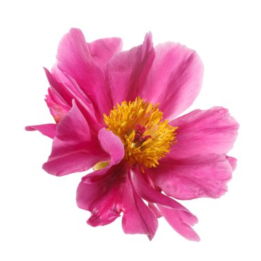 Pembe yapraklı parlak şakayık çiçeği ve beyaz arka planda izole edilmiş sarı bir merkez..