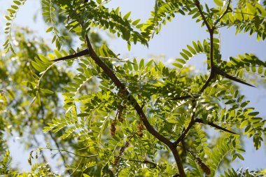 Güneşli bir günde mavi gökyüzüne karşı uzun dikenli akasya dalları.
