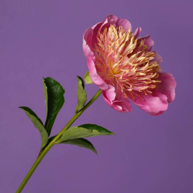 Pembe yapraklı parlak şakayık çiçekleri ve mor arka planda izole edilmiş turuncu erkek çiçekleri..