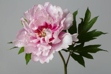 Gri Arkaplanda Güzel Melez Şakayık Çiçeği İzole Edildi.