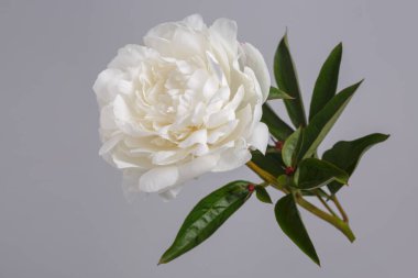 Beyaz narin şakayık çiçeği gri arka planda izole edilmiş..