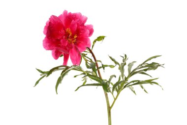 Beyaz arka planda izole edilmiş parlak pembe şakayık çiçeği..