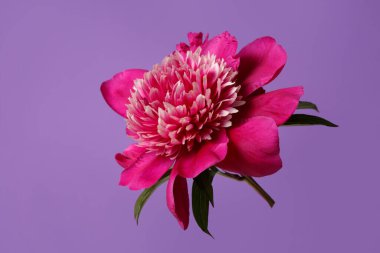 Mor arkaplanda yalıtılmış zarif kırmızı şakayık çiçeği.