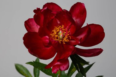 Koyu kırmızı zarif şakayık çiçeği, gri arka planda izole edilmiş..