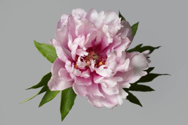 Gri Arkaplanda Güzel Melez Şakayık Çiçeği İzole Edildi.