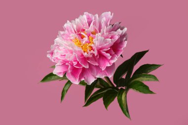 Pembe arka planda izole edilmiş parlak pembe şakayık çiçeği..