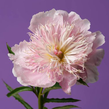 Yumuşak pembe şakayık çiçeği, mor arka planda izole..