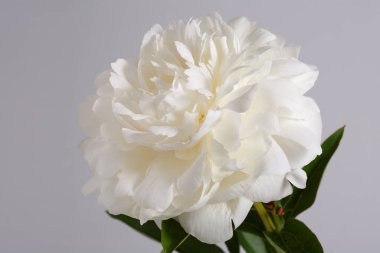 Beyaz narin şakayık çiçeği gri arka planda izole edilmiş..